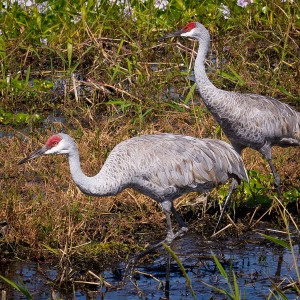 1024px-Sandhill_Crane-27527-2