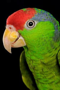 Red-Headed Amazon Parrot