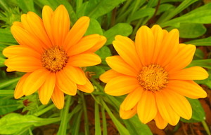 Gazania