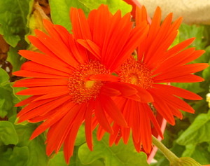 Gerbera Daisy