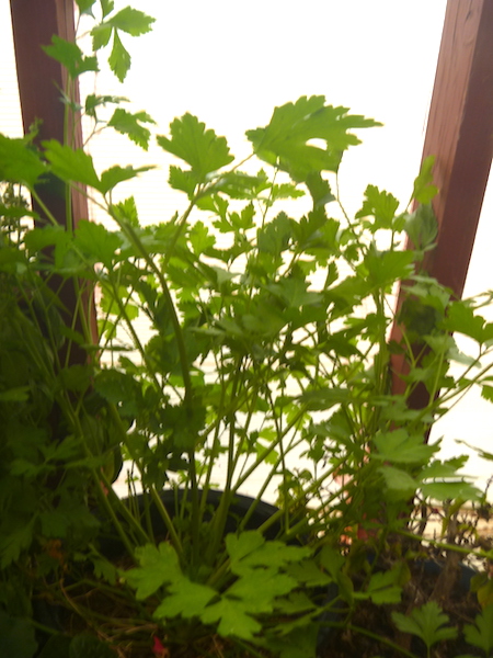 Italian Parsley plant