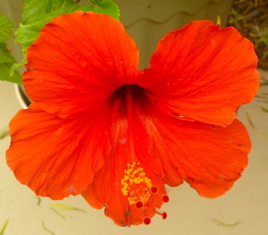 Red Hibiscus