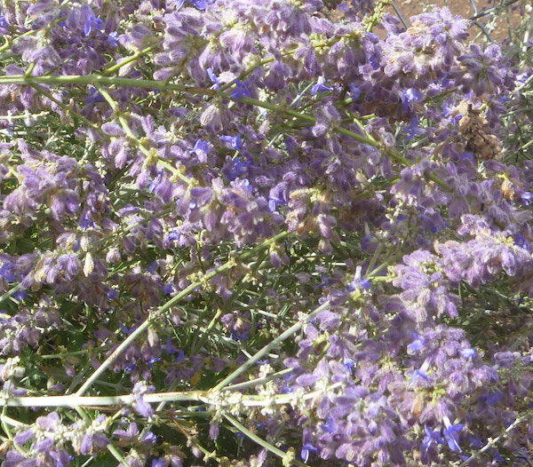 Russian Sage is a bit invasive, so you have to watch it carefully.
