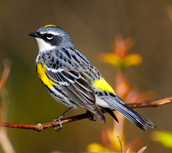 Audubon's Yellow-Rumped Warlber