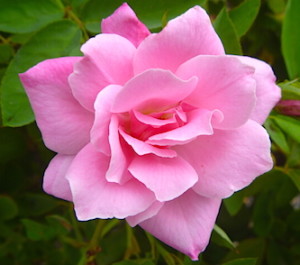 Simplicity Rose