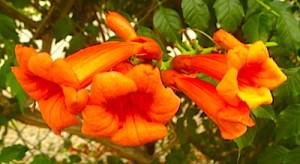 Trumpet Vine