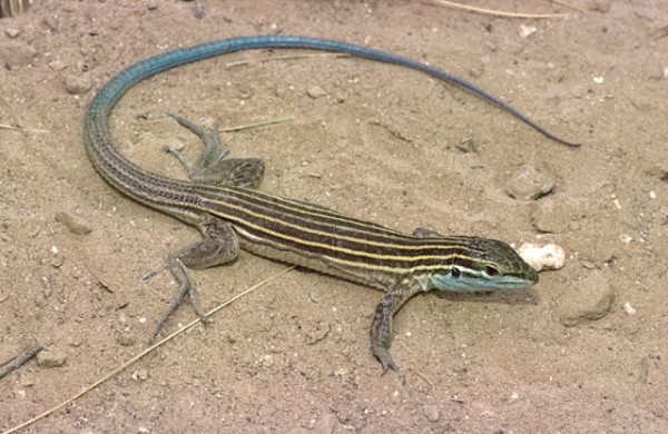 Desert Whiptail