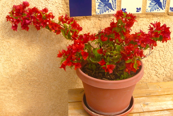 bougainvillea