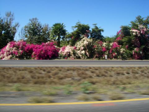 bougainvilleas