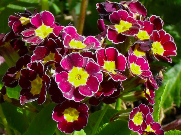 bumble bee primrose