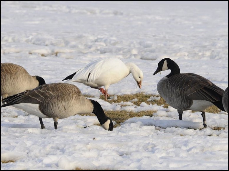 Sighting Of The Month: Snow Goose Among The Canada Geese | Dave DeWitt